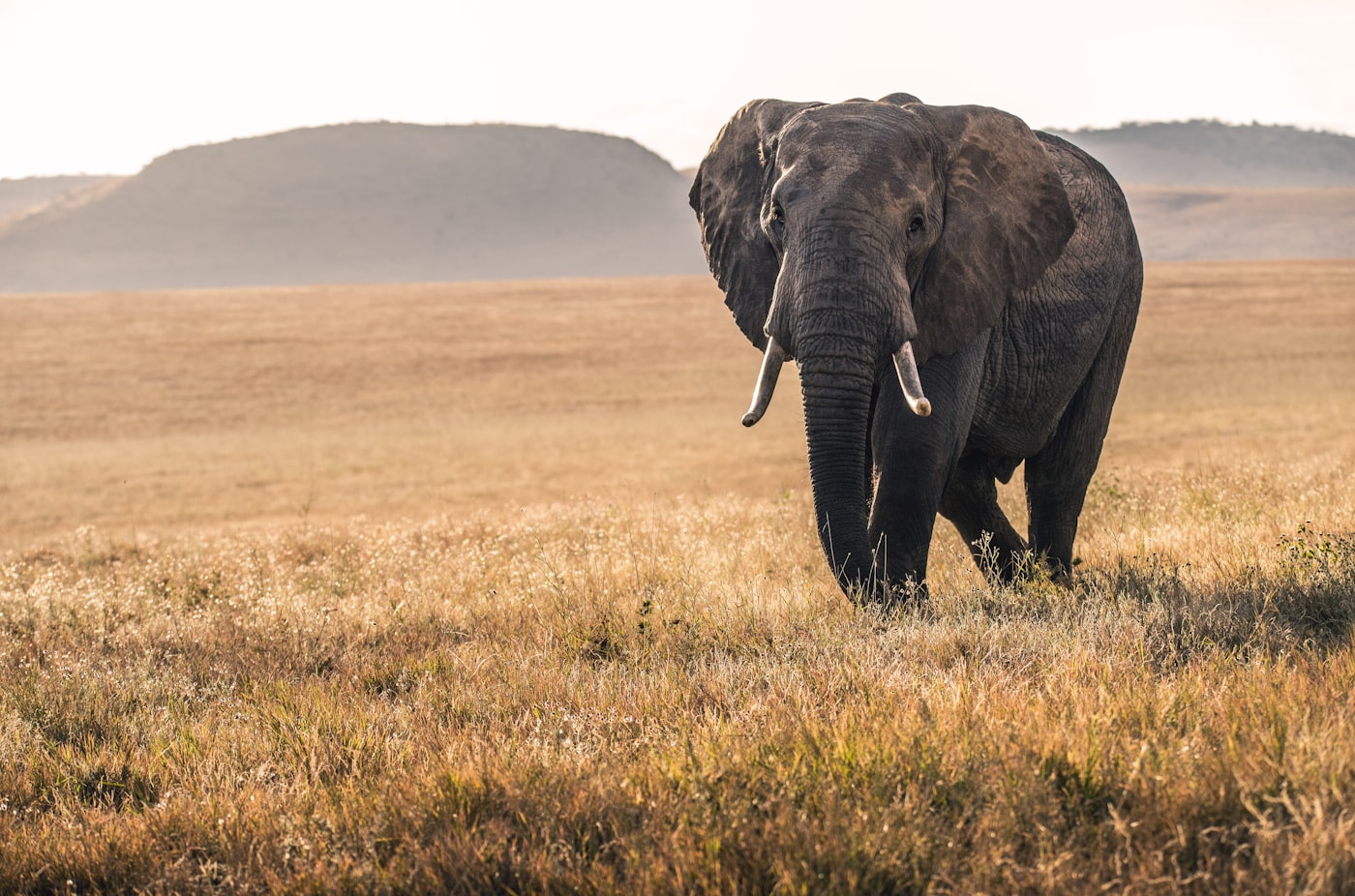 Sabi Sand, South Africa